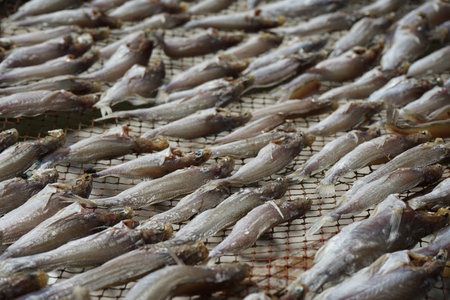 Selective focus on the group of salty fish dried by the heat of sunの写真素材