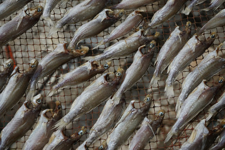 Aerial view group of salty fish dried by the heat of sunの写真素材
