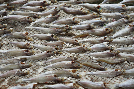 Selective focus on the group of salty fish dried by the heat of sunの写真素材