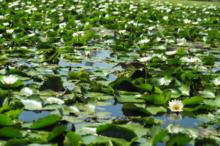 Selective focus on the bird walks on the leaf of water lily and find the food with blurred blossom lily flowers in foreground and backgroundの写真素材