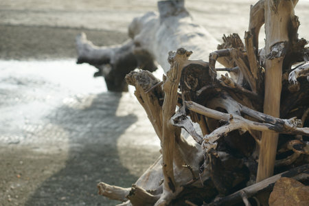 The dried body of old tree lays on the beach with blurred background of seascapeの写真素材