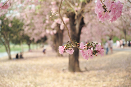 Selective focus on the blossom pink flowers on the branch with defocused row of blossom trees in backgroundの写真素材