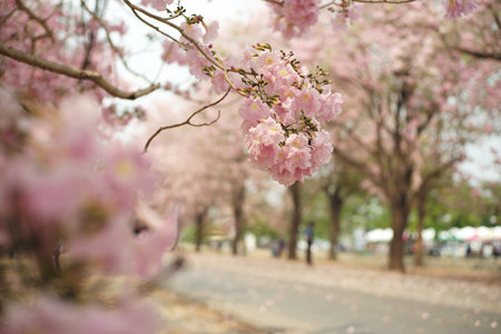 Selective focus on the bouquet of pink blossom flower with blurred rows of trees in backgroundの写真素材