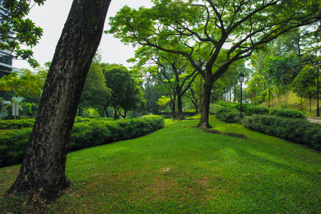 Landscape of the public outdoor park with big trees and bushesの写真素材