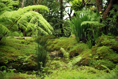 Group of trees grow in the tropical garden with moss on the rocksの写真素材