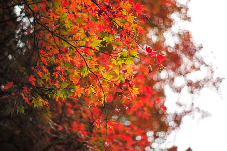 High angle view branches of tree with autumnleavesの写真素材