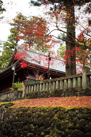 Landscape of old Japanese temple with the autumn leaves treeの写真素材