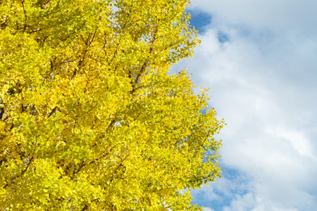 High angle view of ginkgo tree with full of yellow leaves on the branchesの写真素材