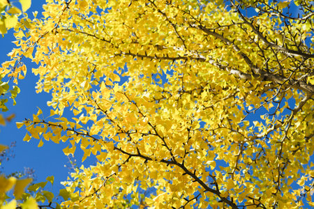High angle view of ginkgo tree with full of yellow leaves on the branchesの写真素材