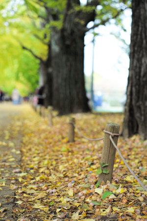 selective focus on the wood with rope along the pavement under the ginkgo treesの写真素材