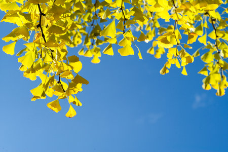High angle view closeup yellow ginkgo leaves on the branches isolated on the blue sky backgroundの写真素材