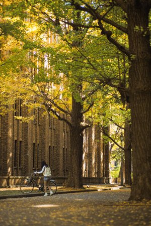 Rows of big old ginkgo trees with yellow leaves in the autumn with woman holding the bicycle by the vintage buildingの写真素材