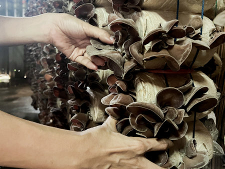 Hands of farmer harvesting the wood ear mushroom in the cultivation farmの写真素材