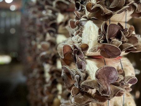 Group of wood ear mushrooms grow from the plastic bags in the cultivation farmの写真素材