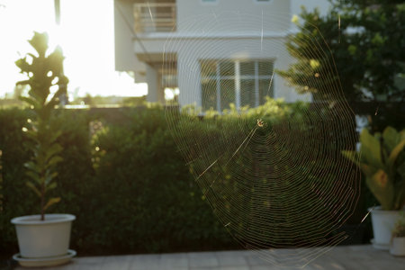 Selective focus on the spider holds on the web with blurred tree in backgroundの写真素材
