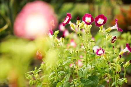 Close up the blossom purple flower in the field with blurred group of blossom flowers in backgroundの写真素材
