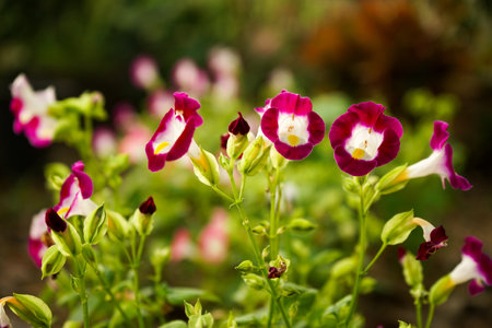 Close up the blossom purple flower in the field with blurred group of blossom flowers in backgroundの写真素材