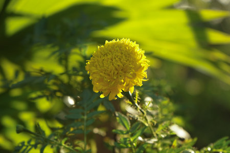 Close up the blossom marigold flower in the field with blurred group of blossom flowers in backgroundの写真素材