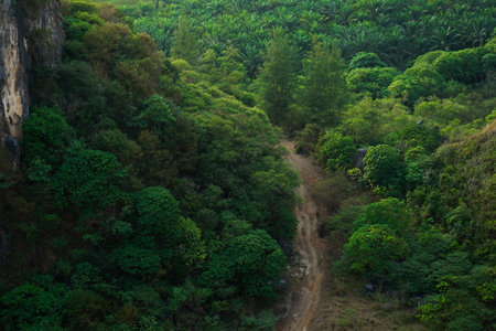 Top view crowded trees grow in the tropical forest with rural road in the middleの写真素材