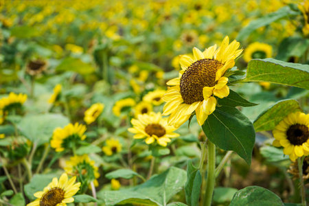 Closeup blossom sunflower with defocused field of sunflower farm in backgroundの写真素材