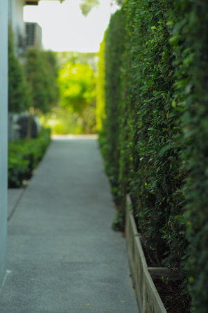 Selective focus on the green bush along the empty walkwayの写真素材