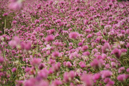 Zoom in the crowd of blossom purple daisy flowers in the wide field.の写真素材
