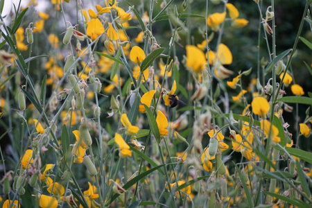 Blossom yellow flowers in the field with blurred bee harvesting the pollenの写真素材