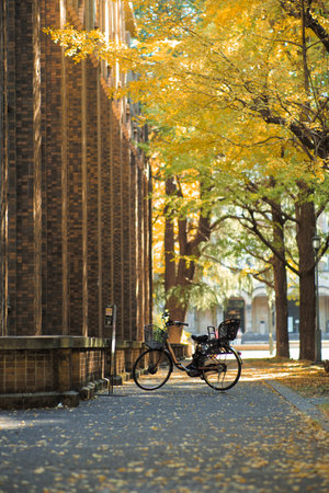 Selective focus on the vintage bicycle parking by the red brick building under the rows of ginkgo treeの写真素材