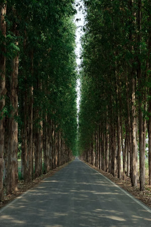 Perspective the street surrounded by rows of eucalyptus trees.の写真素材