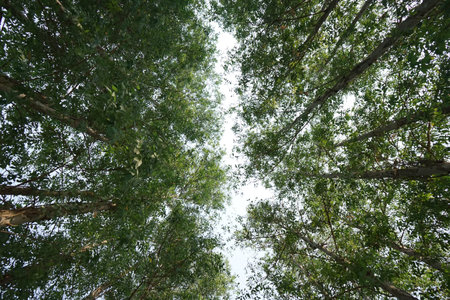 High angle view of eucalyptus forest with the clear blue sky backgroundの写真素材