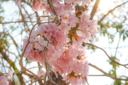 The bouquet of blossom pink flowers in the branch of trees with clear white sky in backgroundの写真素材
