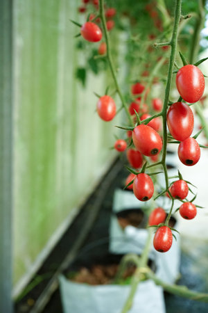 Selective focus group of fresh organic tomatoes on the branches at the farm with blurred tomato trees in backgroundの写真素材