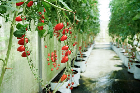Selective focus group of fresh organic tomatoes on the branches at the farm with blurred tomato trees in backgroundの写真素材
