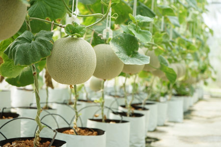 Closeup green organic melon grows in the greenhouse farm with blurred row of melon trees in backgroundの写真素材
