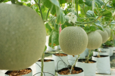 Closeup green organic melon grows in the greenhouse farm with blurred row of melon trees in backgroundの写真素材