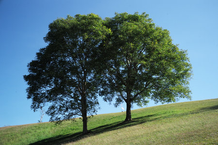 Couple of old big tress grow on the hill with clear blue sky in backgroundの写真素材