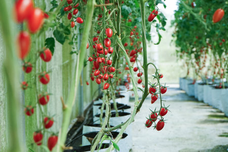 Selective focus on the bouquet of cherry tomatoes hanging from the branches in the greenhouse farmの写真素材