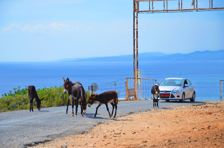 Karpaz Peninsula, Northern Cyprus - October 3rd 2018: Wild donkeys standing and eating on a countryside road. The animals are blocking the way of the car. Blue sea in the photo background.のeditorial素材