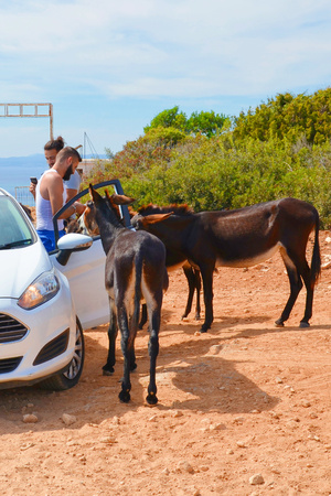 Karpaz Peninsula, Northern Cyprus - Oct 3rd 2018: Two young men feeding and taking pictures of wild donkeys that are standing by their opened car. These animals are popular local attraction.のeditorial素材