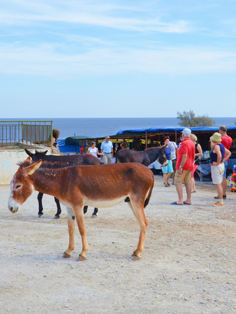 Dipkarpaz, Turkish Northern Cyprus - Oct 3rd 2018: Wild donkeys standing by the traditional outdoor market. Several tourists are passing by. The animals are local tourist attraction.のeditorial素材
