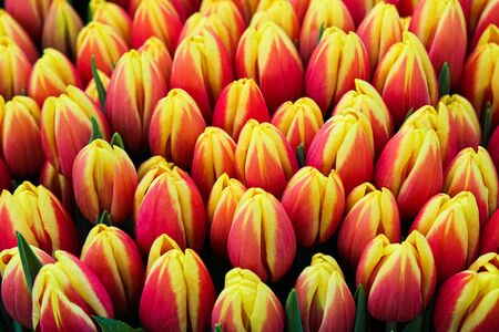 Detail of beautiful red yellow tulips photographed in the gardens of Dutch Keukenhof. Picture from above. Keukenhof is a major tourist attraction in Netherlands. Holland concept, amazing flowers.の写真素材