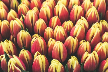 Detail of beautiful red yellow tulips. Bouquet of flowers. Picture from above. Tulips filter. Holland concept, amazing flowers.の写真素材