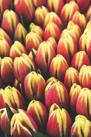 Detail of beautiful red yellow tulips. Bouquet of flowers. Picture from above. Tulips filter. Holland concept, amazing flowers.の写真素材