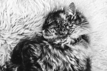 Black and white photography of sleeping tabby cat on white fluffy carpet. Black cat collar around neck. Persian cat. Taking a nap, animals sleep. Black and white photos.の写真素材