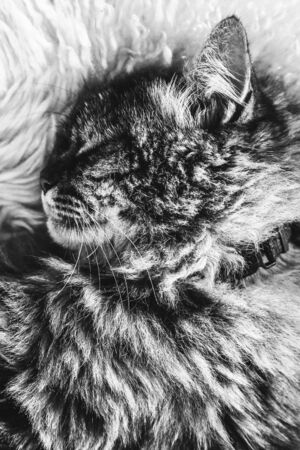 Black and white picture of sleeping tabby cat on white fluffy blanket. Black cat collar around neck. Persian cats. Taking a nap, animal sleep. Black and white photography.の写真素材