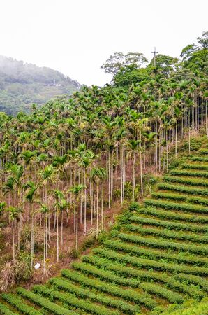 Vertical picture of moody landscape with terraced tea plantations surrounded by tropical forest and palm trees. Photographed in Taiwan, Asia. Misty landscapes. Fog, foggy.の写真素材