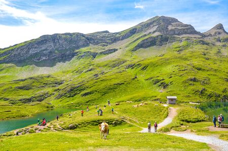 Bachalpsee, Switzerland - August 16, 2019: Cows grazing and walking among tourists by beautiful Bachalpsee lake in the Swiss Alps. Green Alpine landscape. The Alps in summer.のeditorial素材