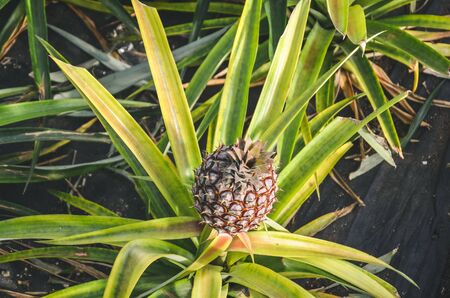 Photo of single ripe pineapple surrounded by green and yellow partly blurred leaves. Pineapple farm. Tropical fruits. Fresh fruit background, concept.の写真素材