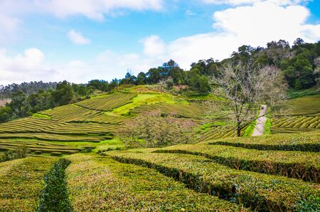 Gorreana Tea Plantation in Sao Miguel Island, Azores, Portugal. Rows of tea bushes on a hill....