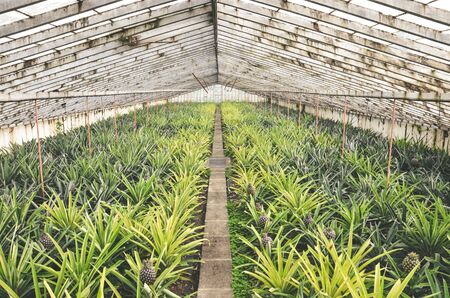 Ponta Delgada, Azores, Portugal - Jan 12, 2020: Greenhouse with pineapples on the Portuguese islands. Concrete path in the middle, ripe pineapples on both sides. Pineapple farm. Tropical fruits.のeditorial素材